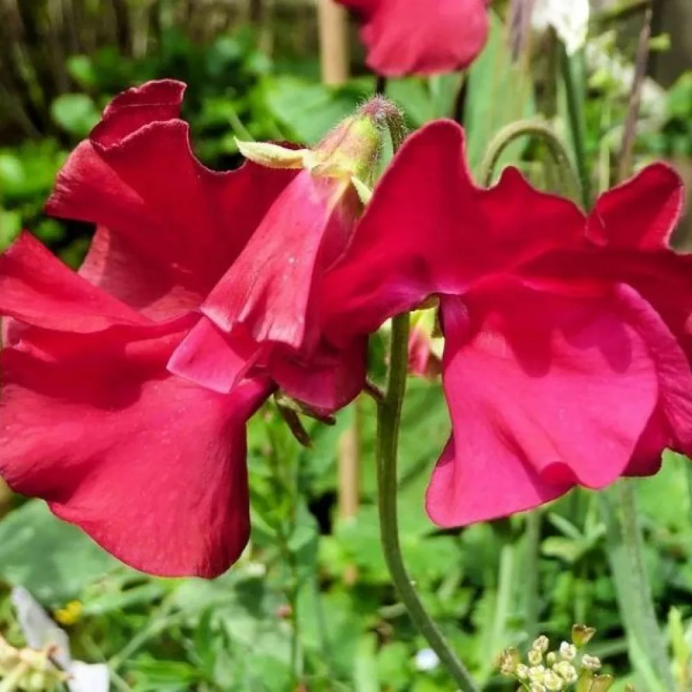 Luktärt Lathyrus odoratus – röd