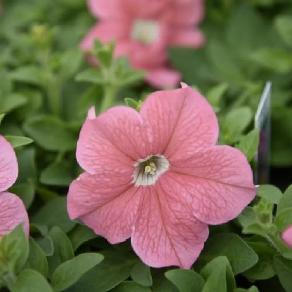 Petunia 'Salmon'