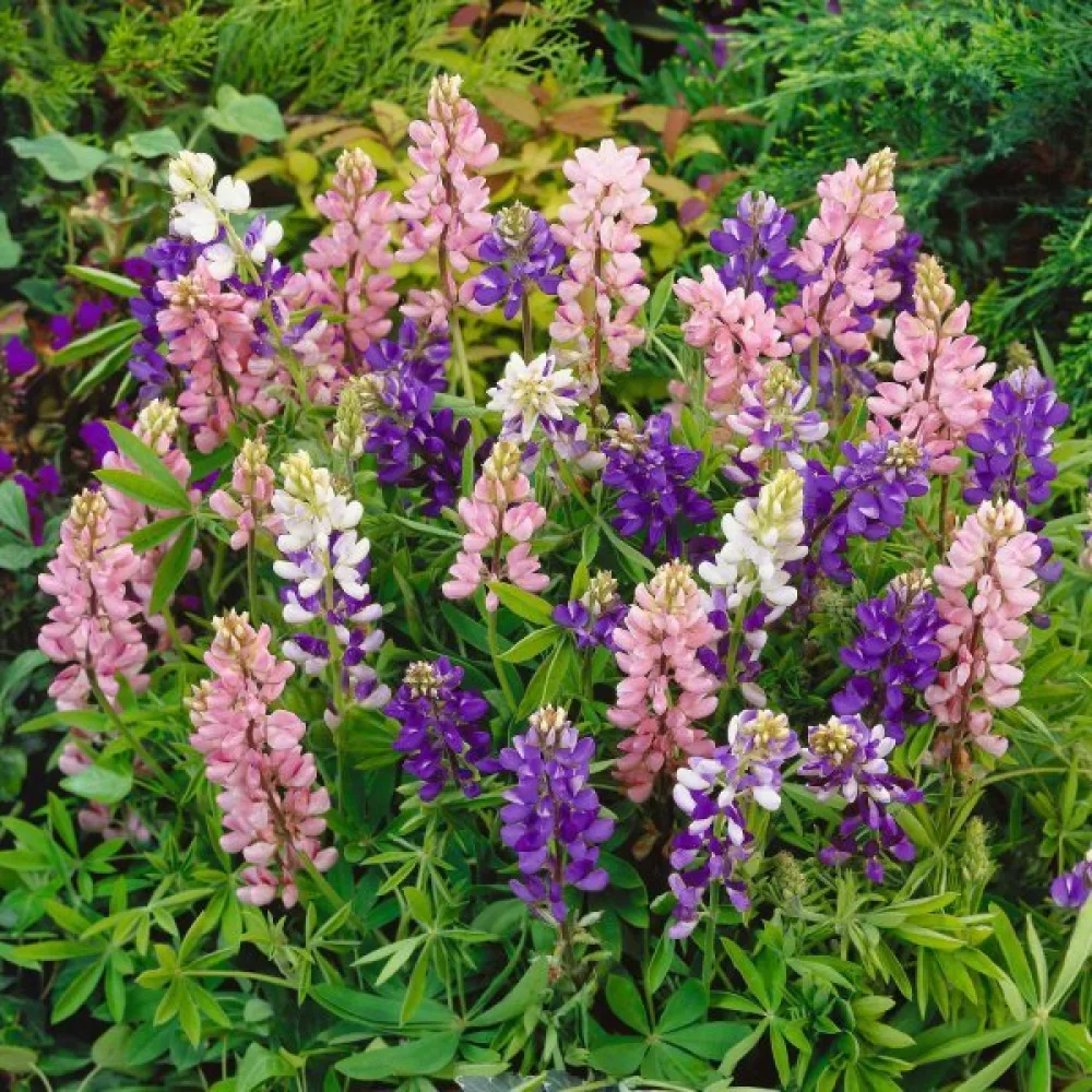 Lupin 'Pixie Delight' – mix