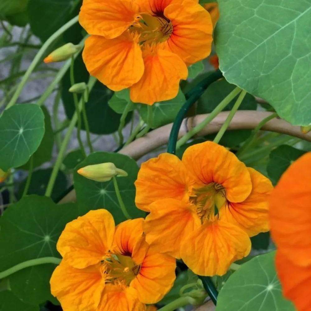 Krasse 'Orange Gleam'