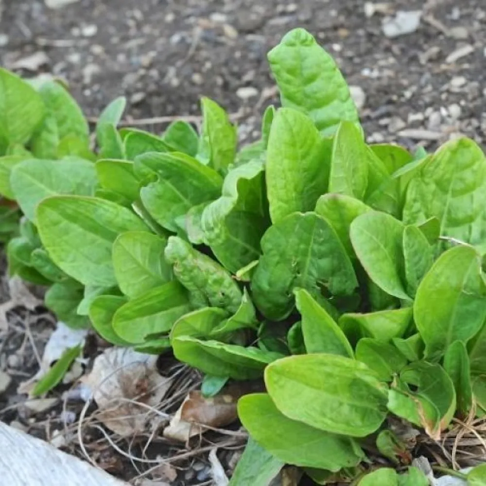 Syra 'Belleville'