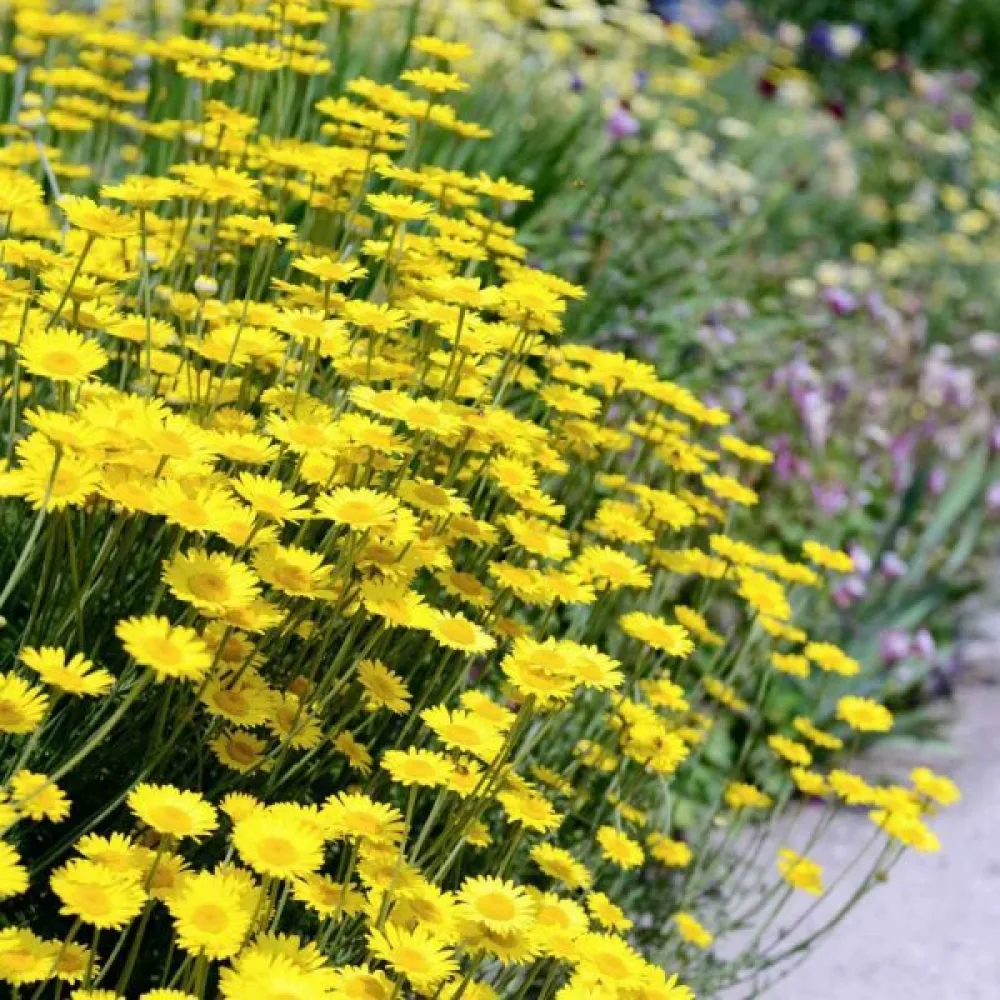 Färgkulla Anthemis tinctoria