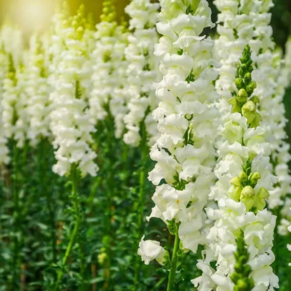 Lejongap 'Snowflake'