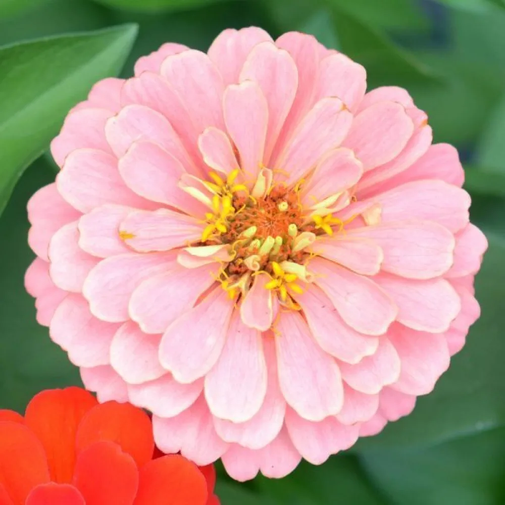 Zinnia 'Exquisite'