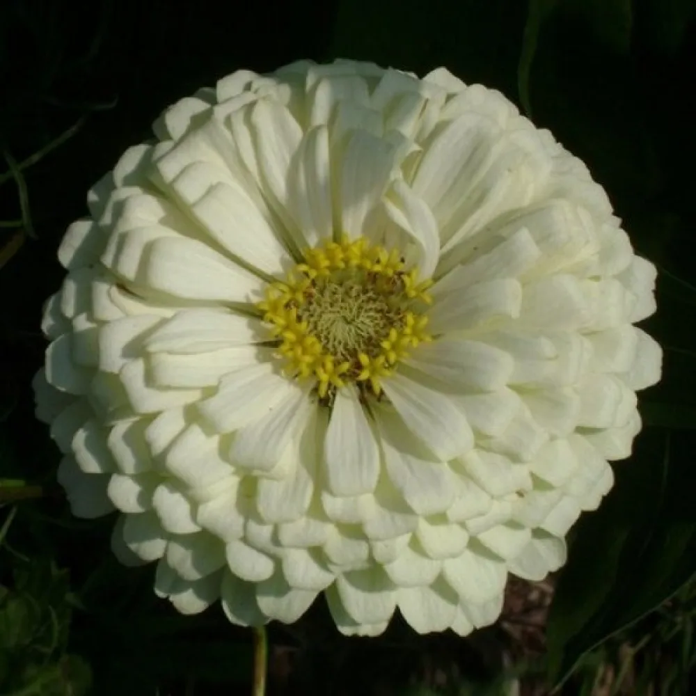 Zinnia 'Super Yoga White'