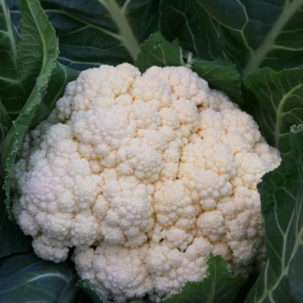 Blomkål 'Igloo'