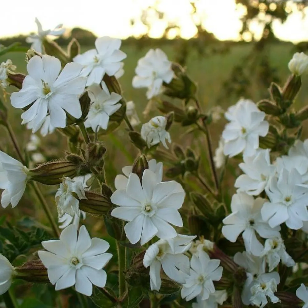 Viskaria 'Alba'