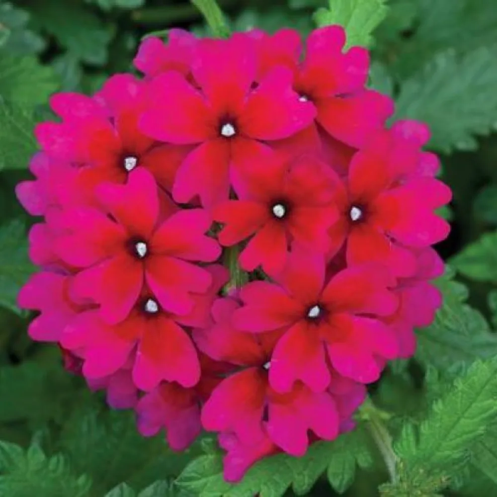 Verbena, magenta