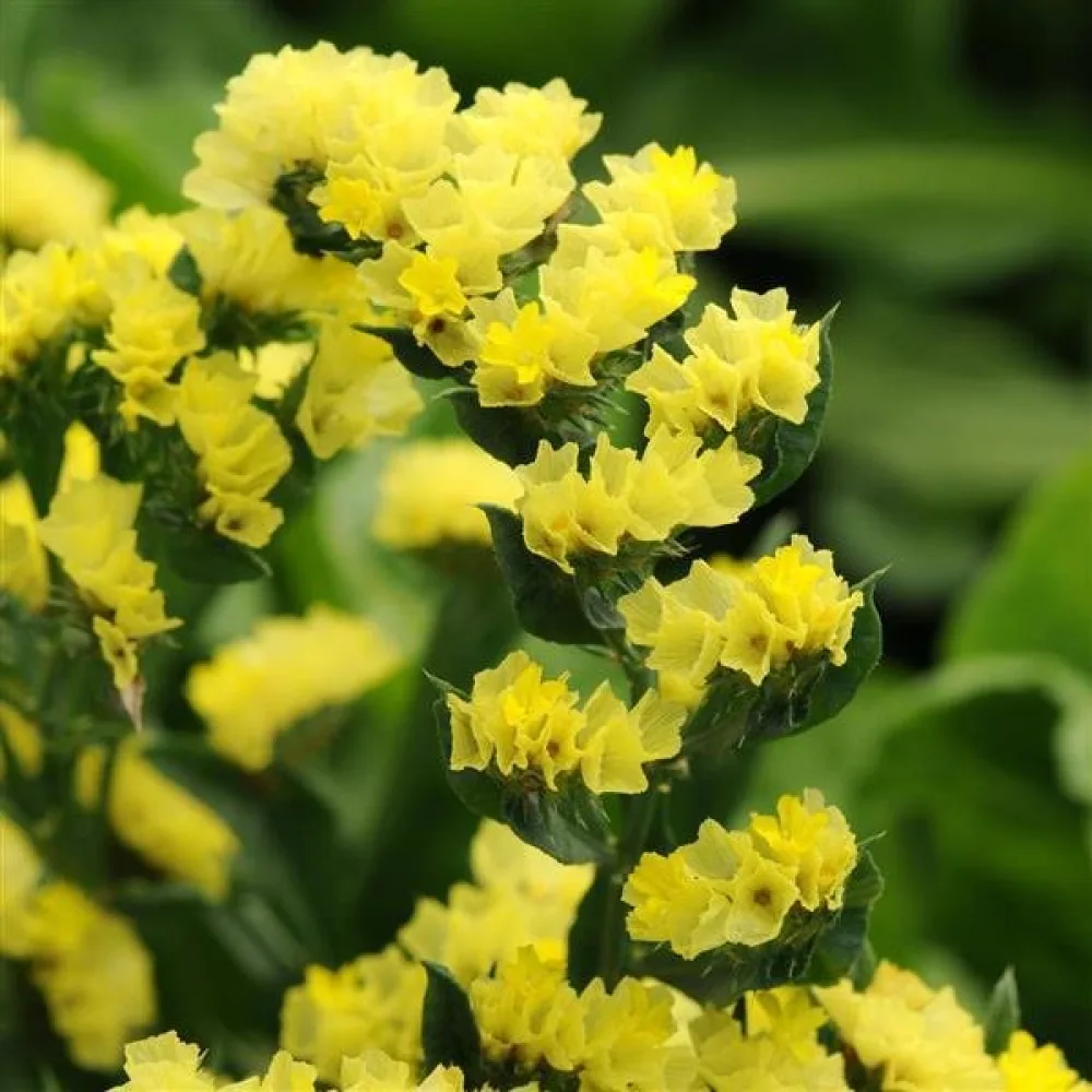 Praktrisp Limonium sinuatum – djupgul