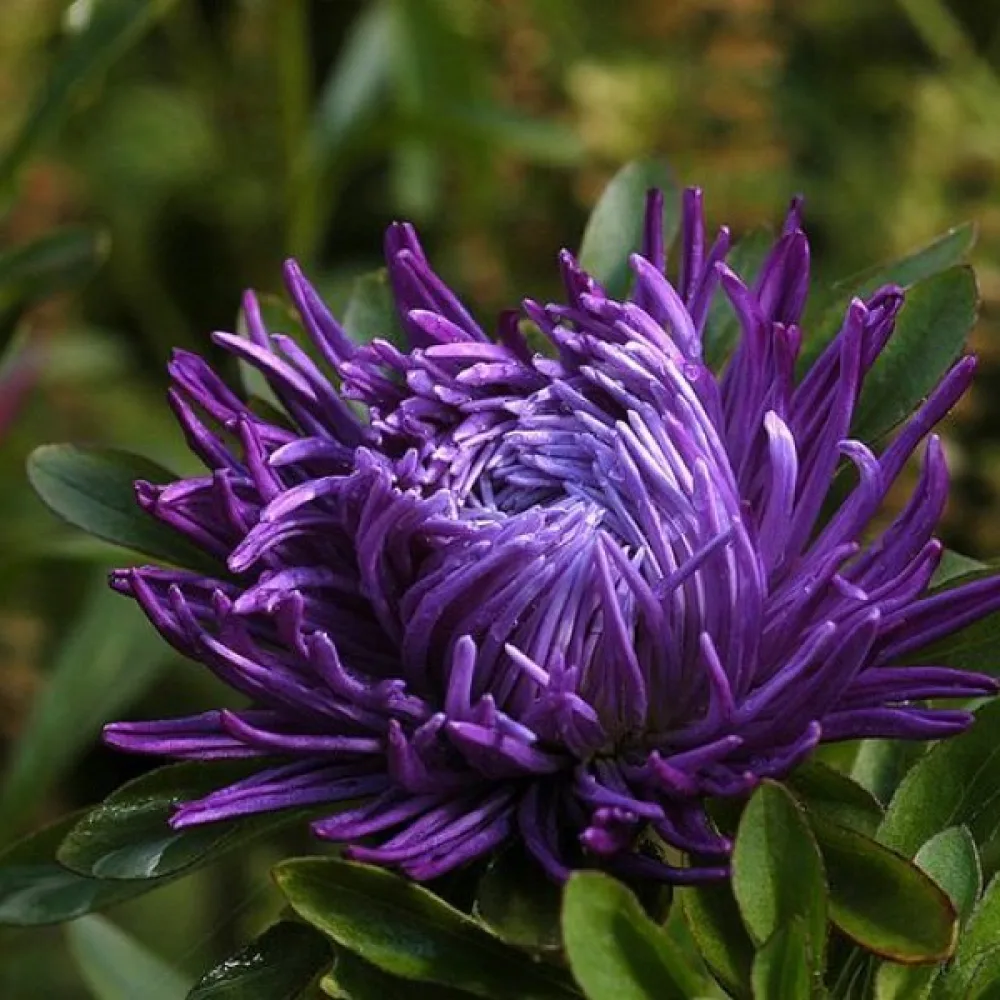 Sommaraster 'Krallen' violett