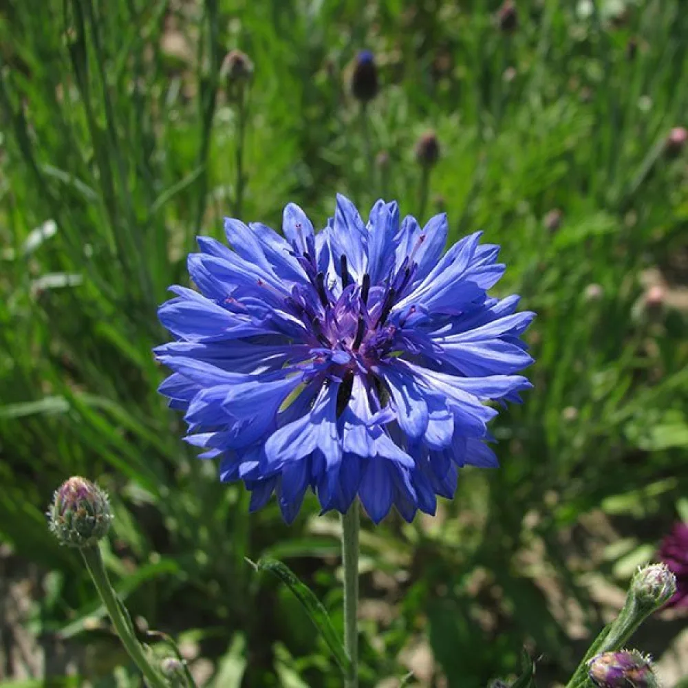Blåklint Centaurea cyanus, vildform, blå