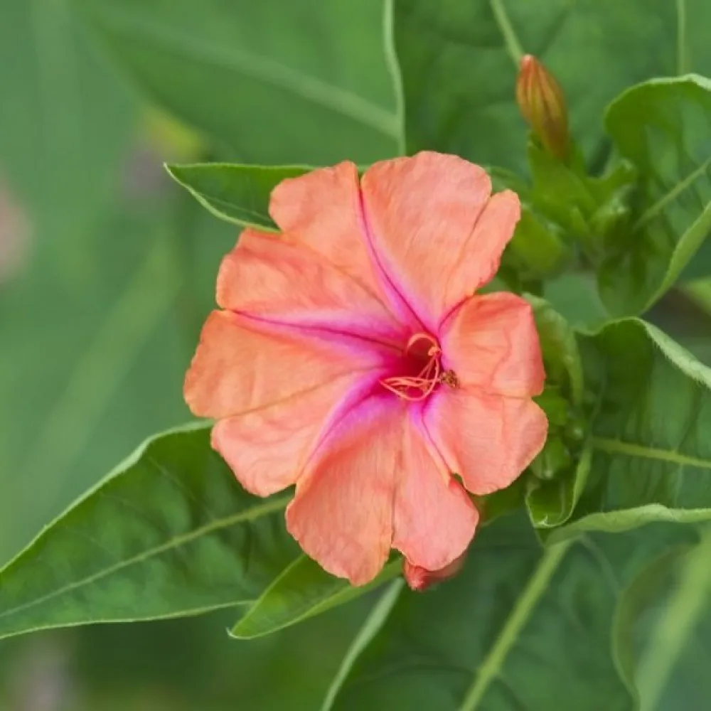 Underblomma – laxrosa