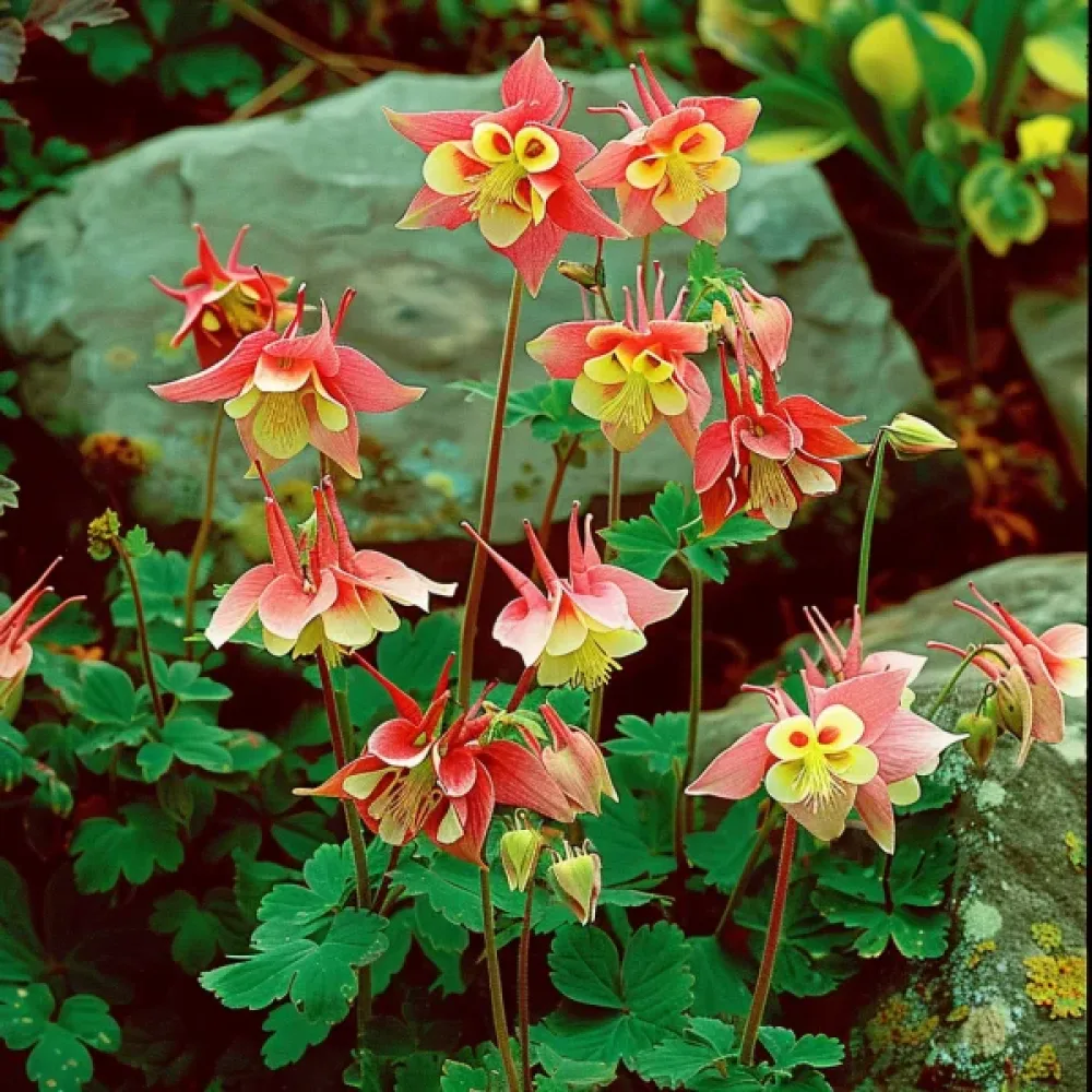 Akleja 'Koralle'
