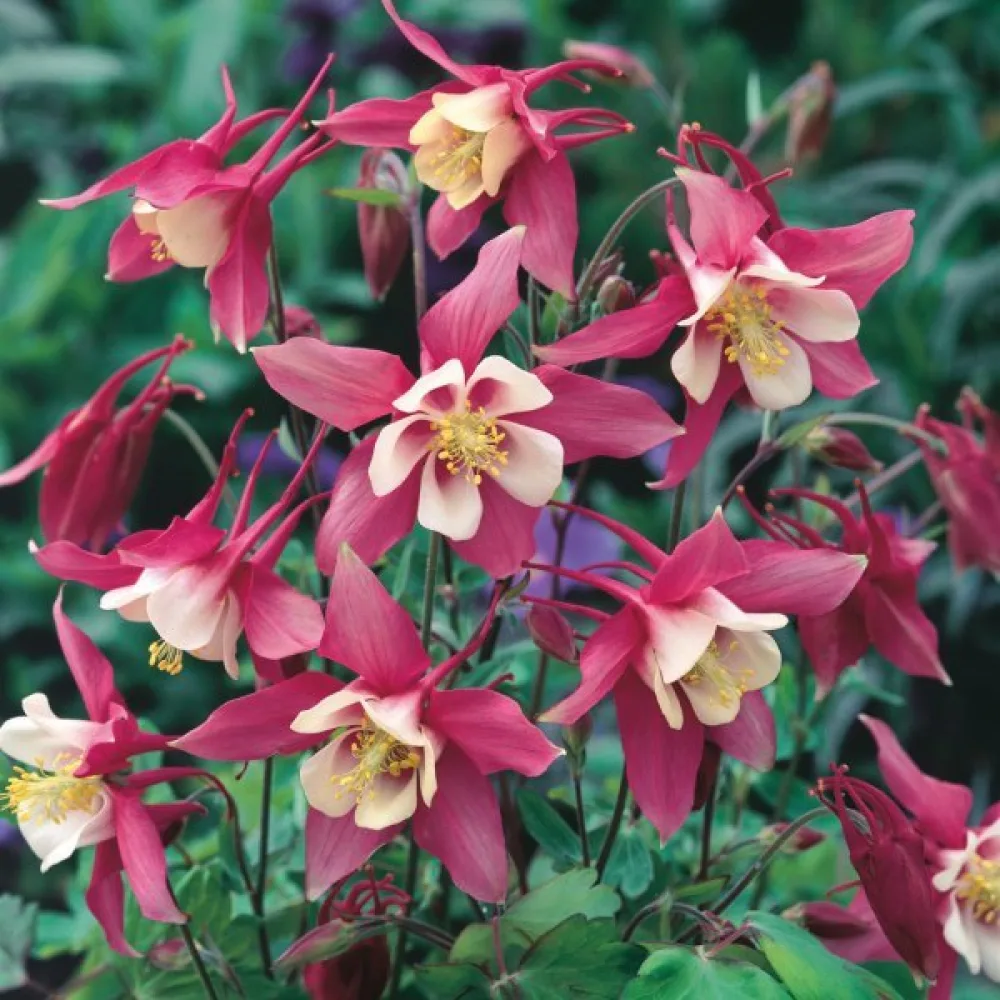 Akleja 'Rose Queen'