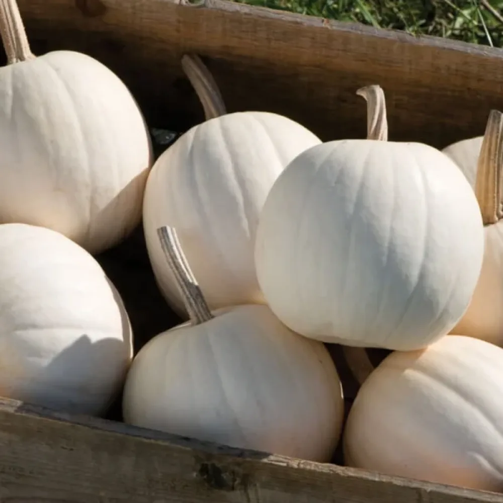 Minipumpa 'Ball White'
