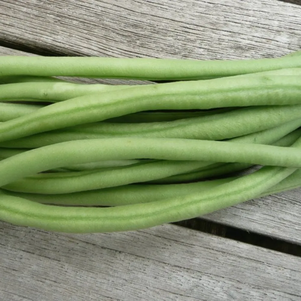 Torkböna 'Augusta'