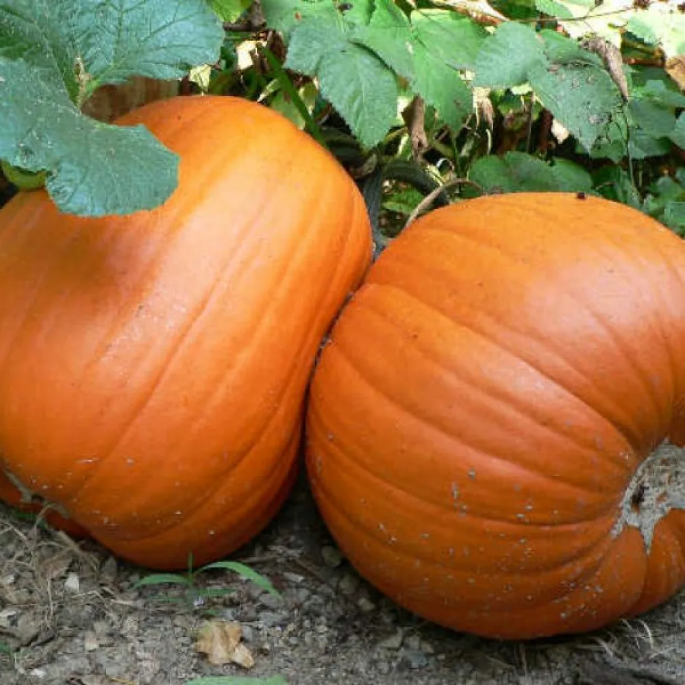Pumpa 'Howden' 6–11 kg