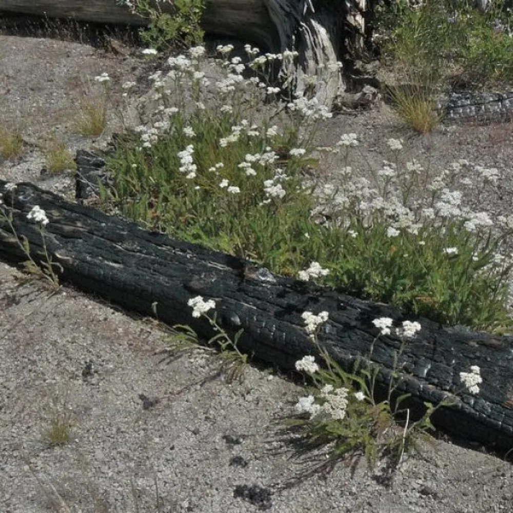 Röllika – för mikrogrönt
