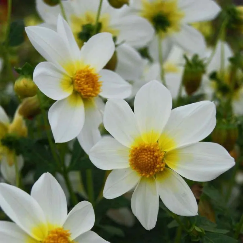 Lågväxande dahlia 'Mignon White Shades'