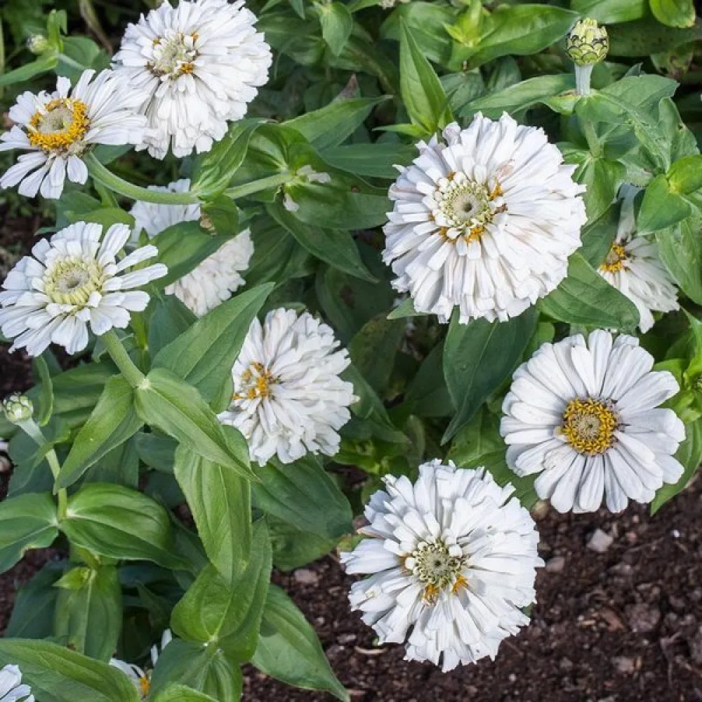 Zinnia 'Snowman'