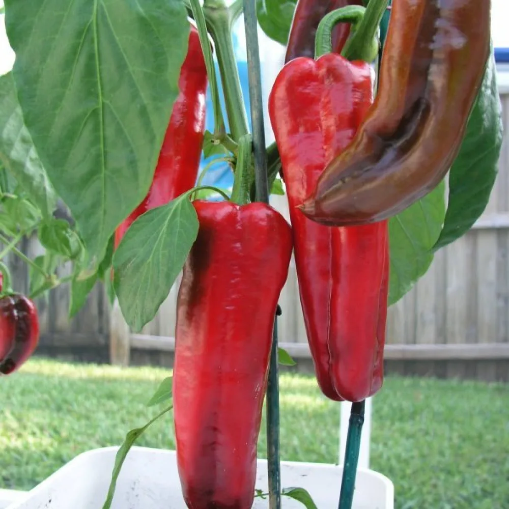 Paprika 'Marconi'