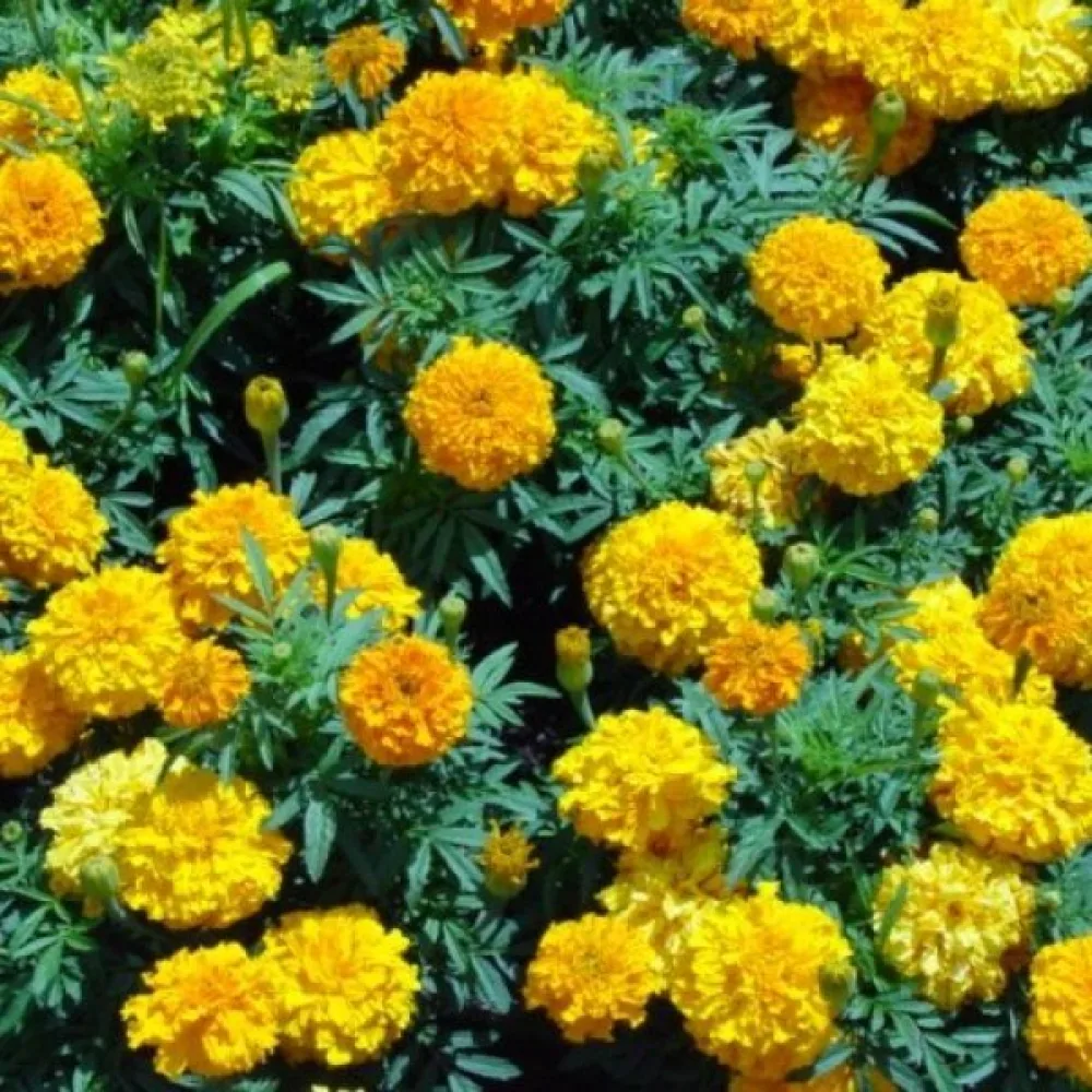 Afrikansk tagetes 'Smiles Golden'