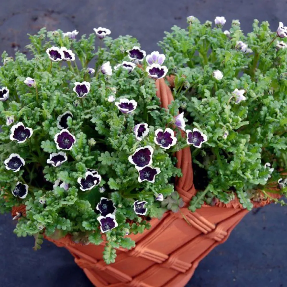Nemophila 'Penny Black'