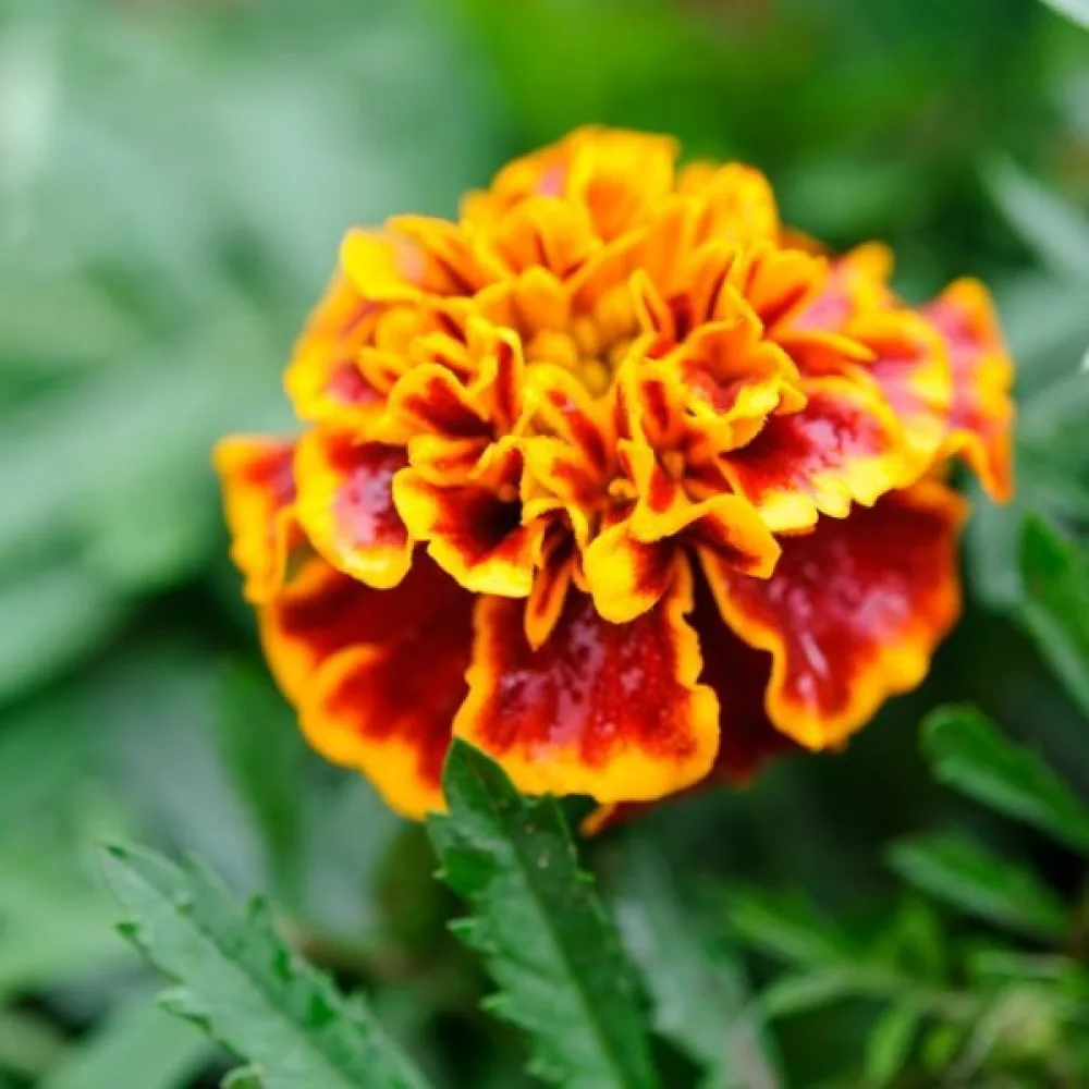 Fransk tagetes 'Honeycomb'