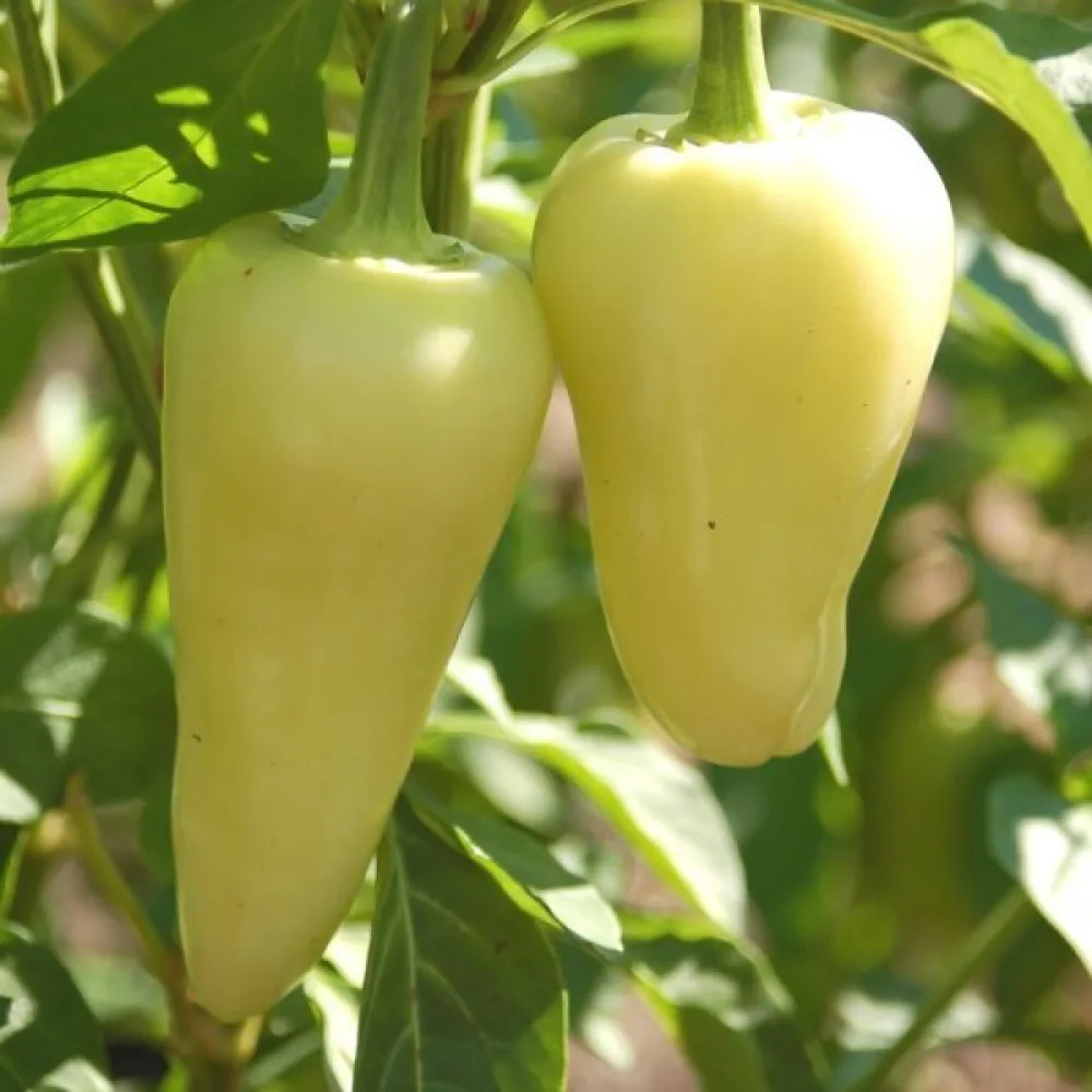 Paprika 'Mira'