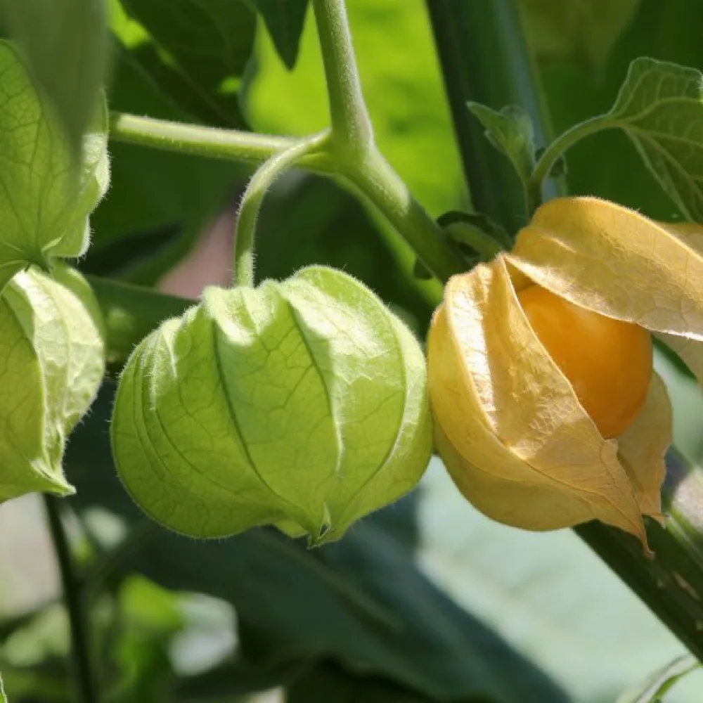 Jordkörsbär Physalis pruinosa
