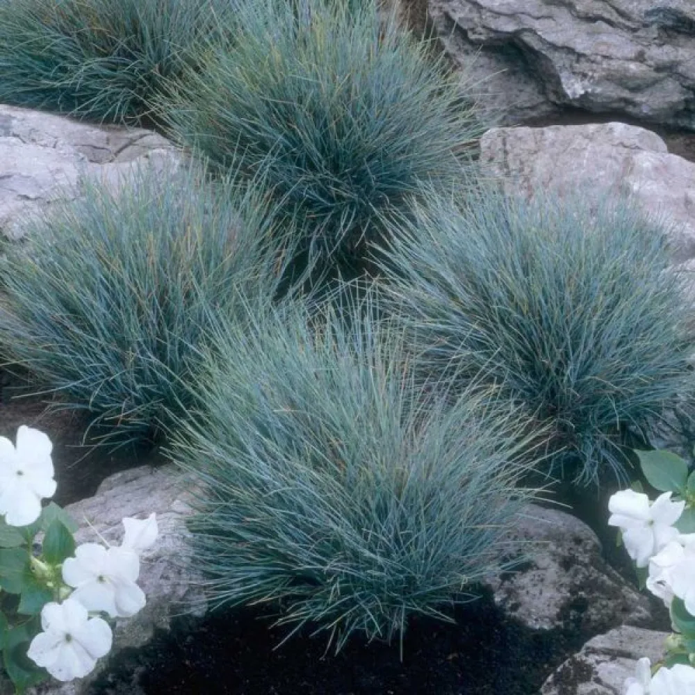 Blåsvingel Festuca glauca
