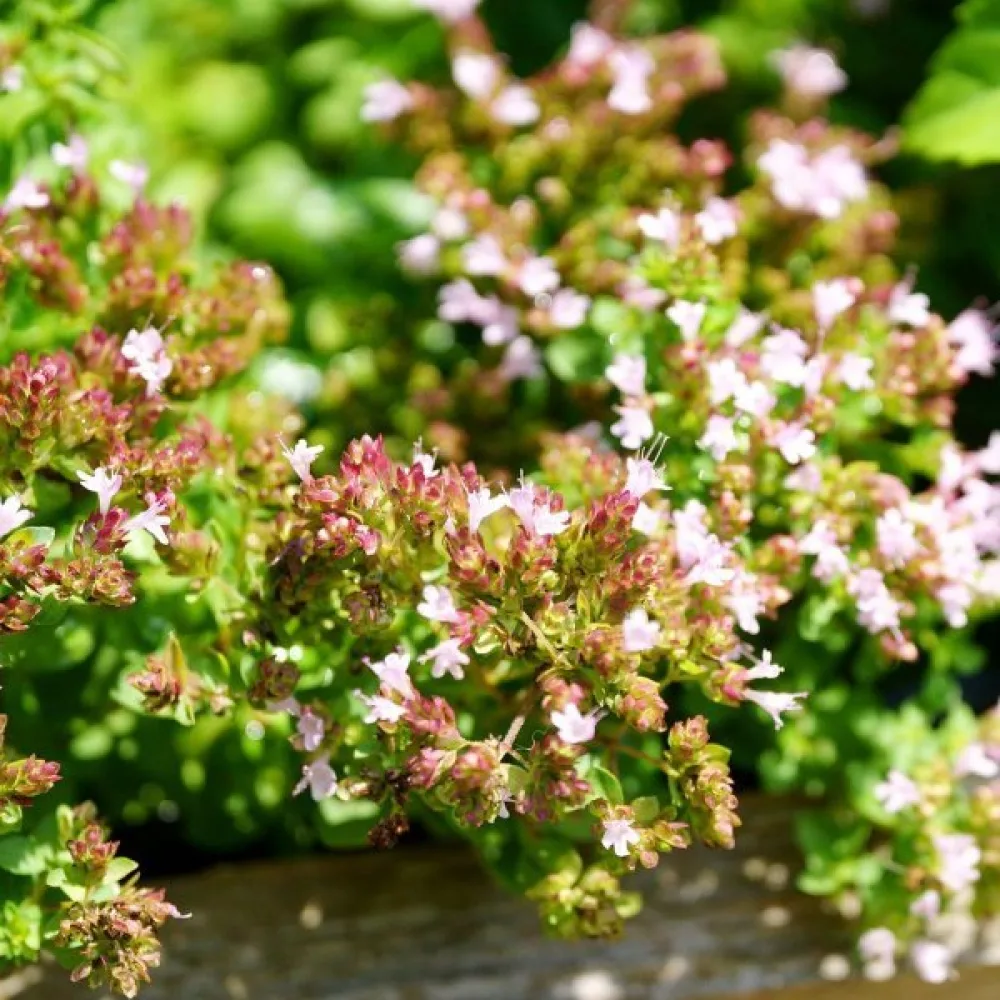 Timjan Thymus vulgaris, proffsfrö