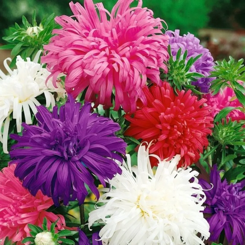 Sommaraster 'Queen of the Market Ostrich Plume'