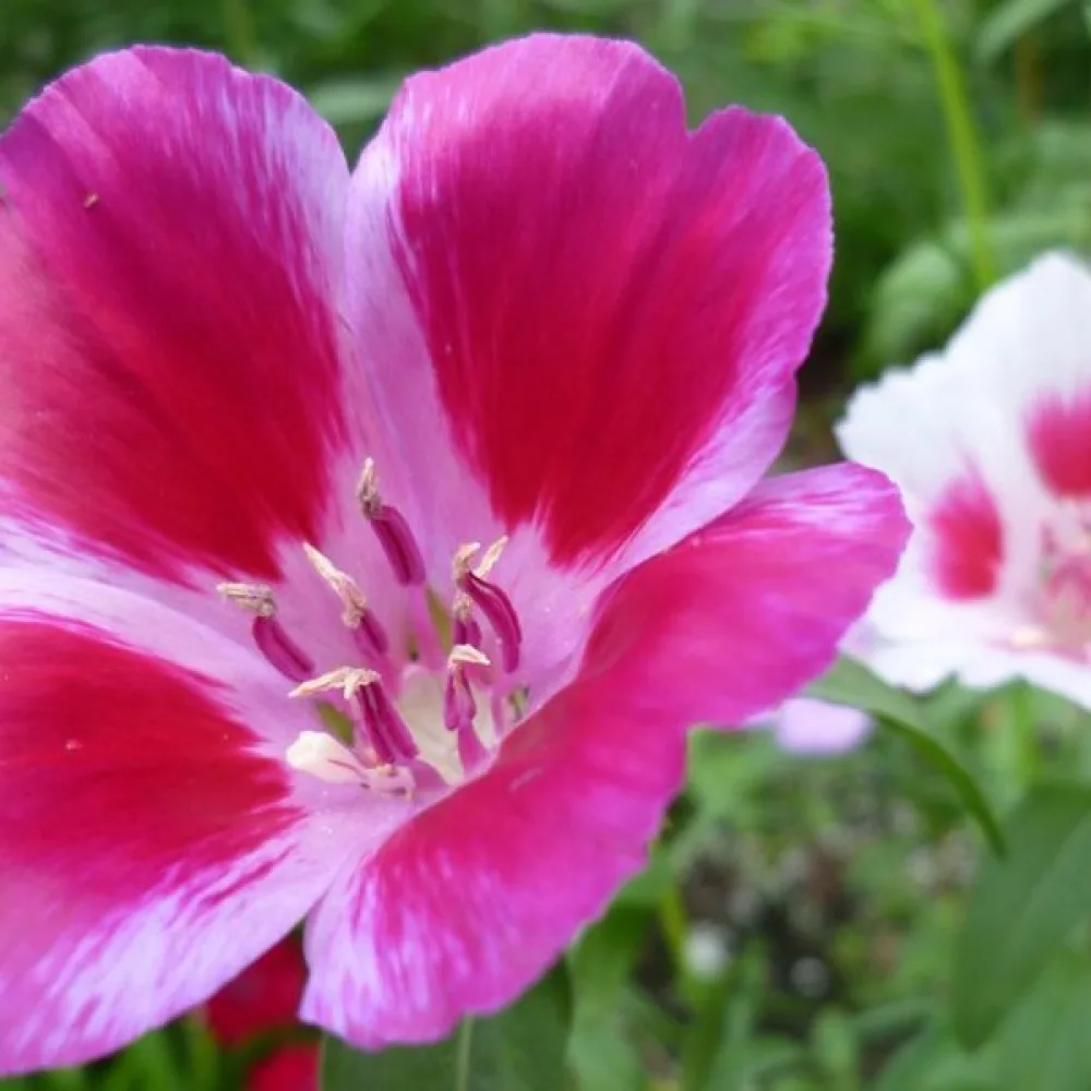 Atlasblomma 'Monarch Dwarf', mix