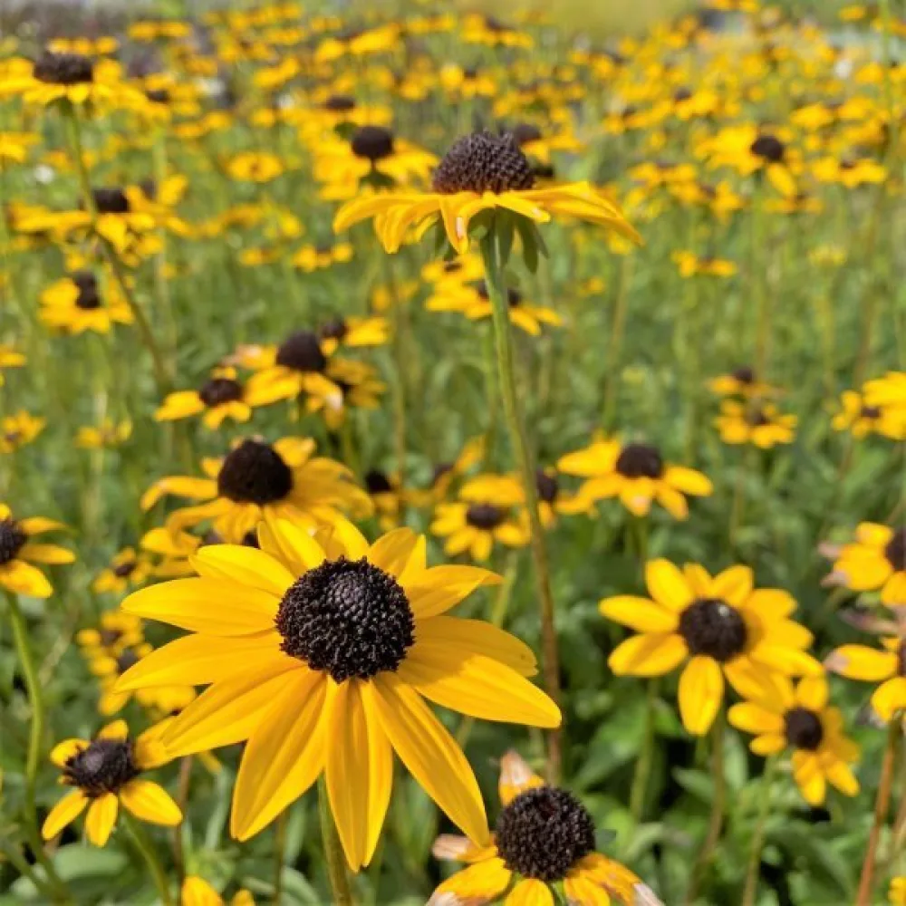 Sommarrudbeckia 'My Joy'