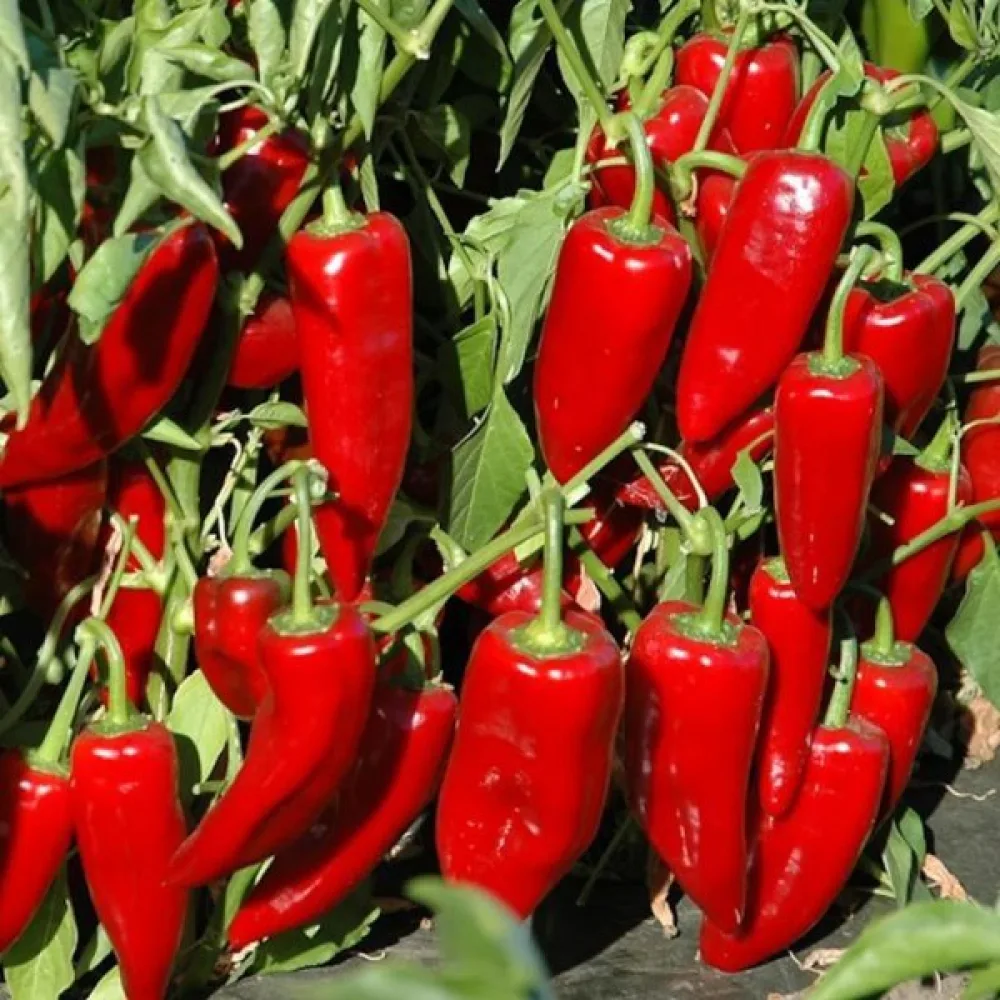 Paprika 'Marconi'