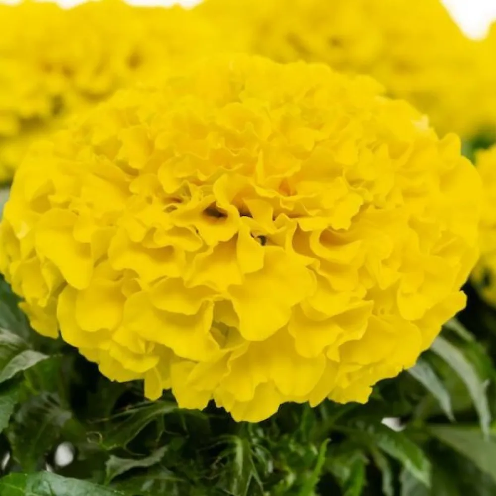 Afrikansk tagetes 'Sierra Yellow'