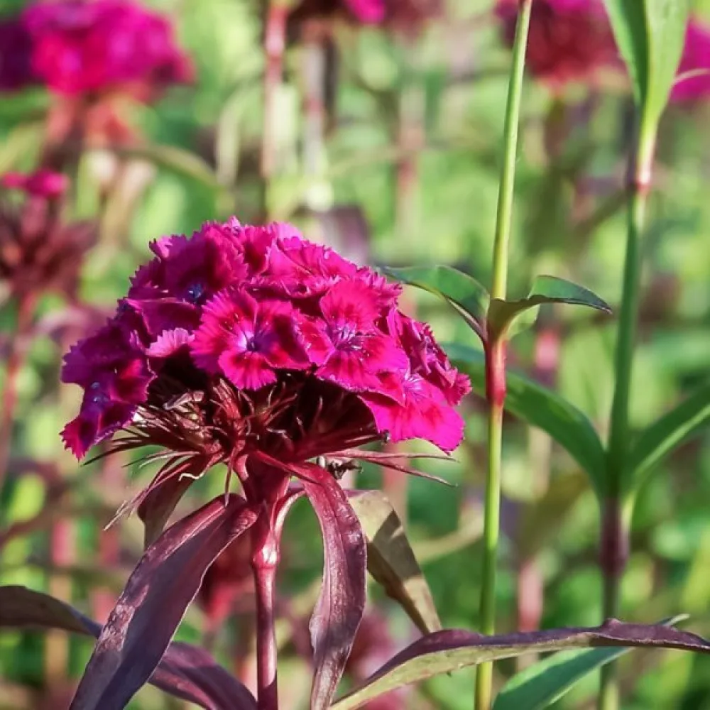 Borstnejlika 'Oeschberg' – violett