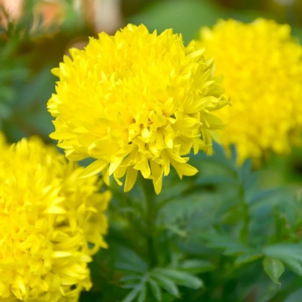Afrikansk tagetes 'Fantastic Sulphur Yellow'