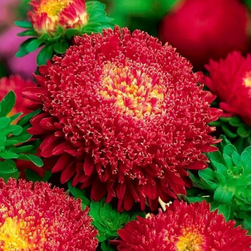 Sommaraster Pompon – körsbärsröd