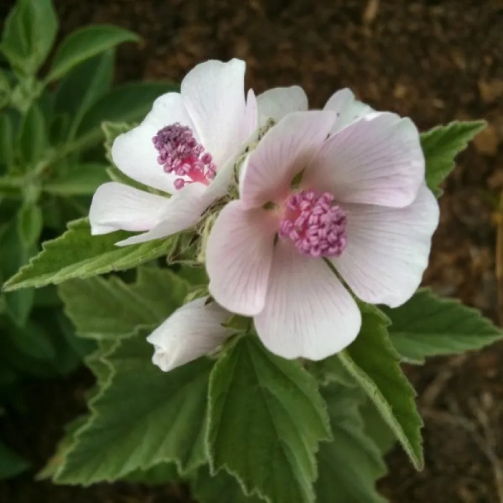 Läkemalva Althaea officinalis