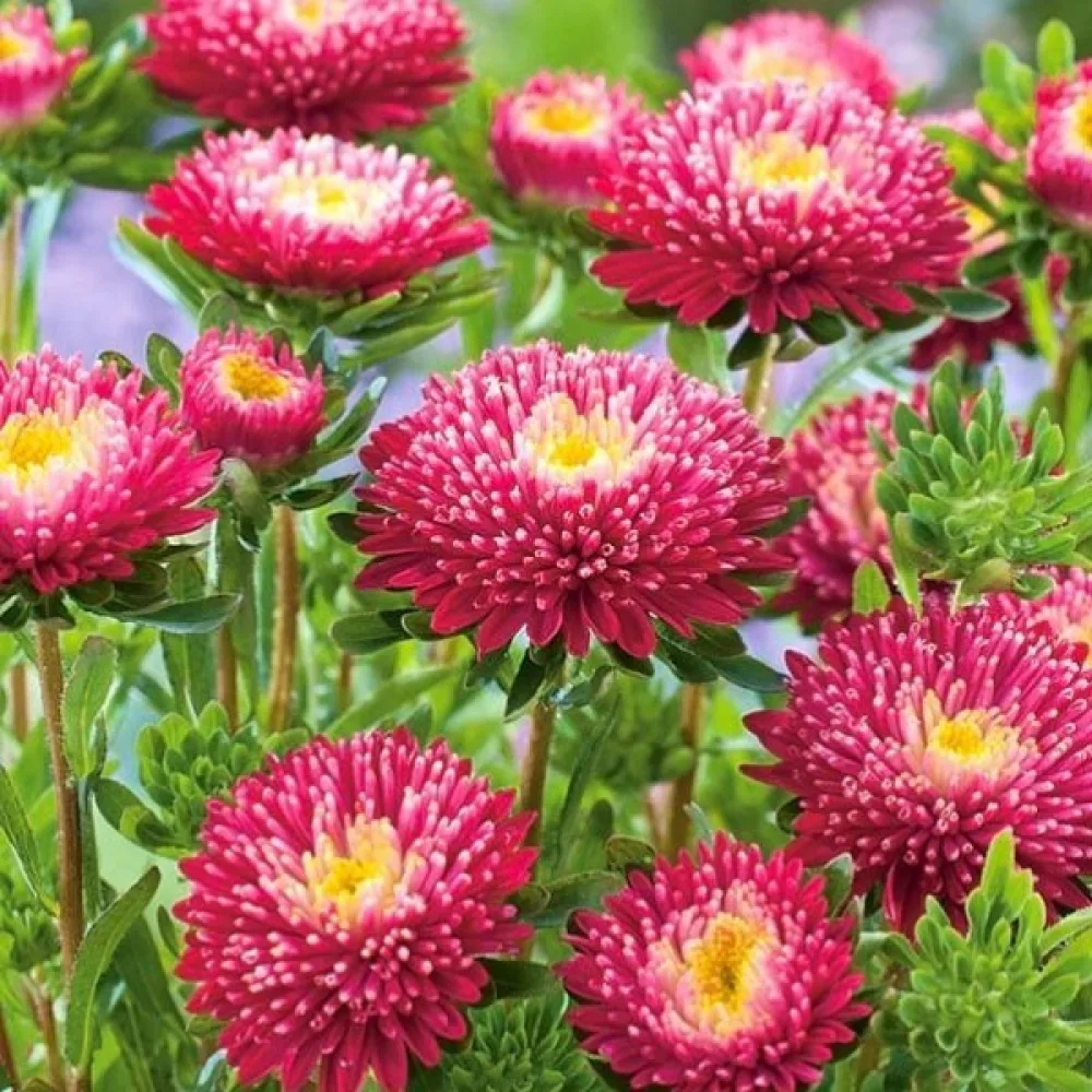 Sommaraster – pionblommig, körsbärsröd