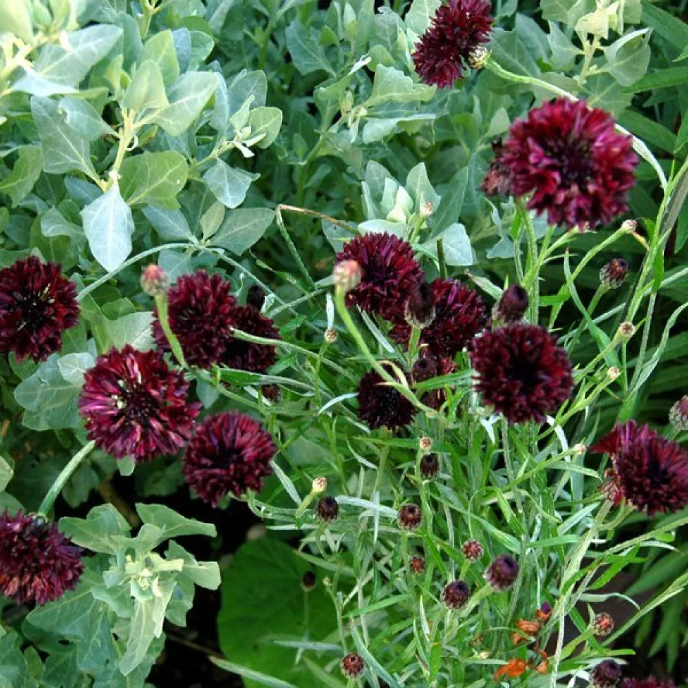 Blåklint 'Black Ball', mörk