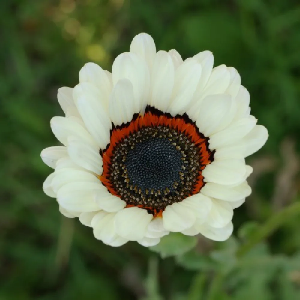 Venidium 'Zulu Prince'