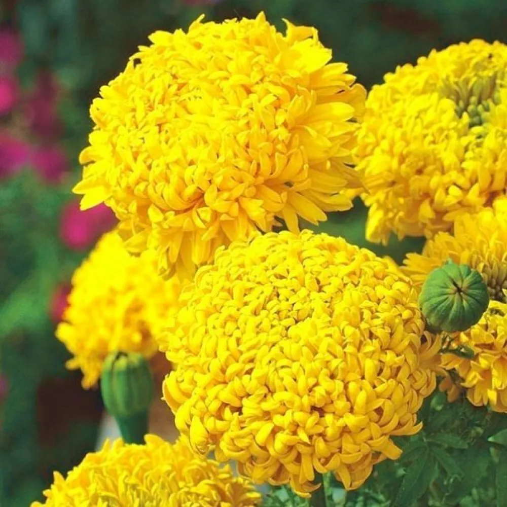 Afrikansk tagetes 'Fantastic Sulphur Yellow'