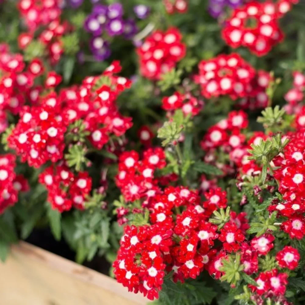 Verbena 'Sparkle', röd med vitt öga