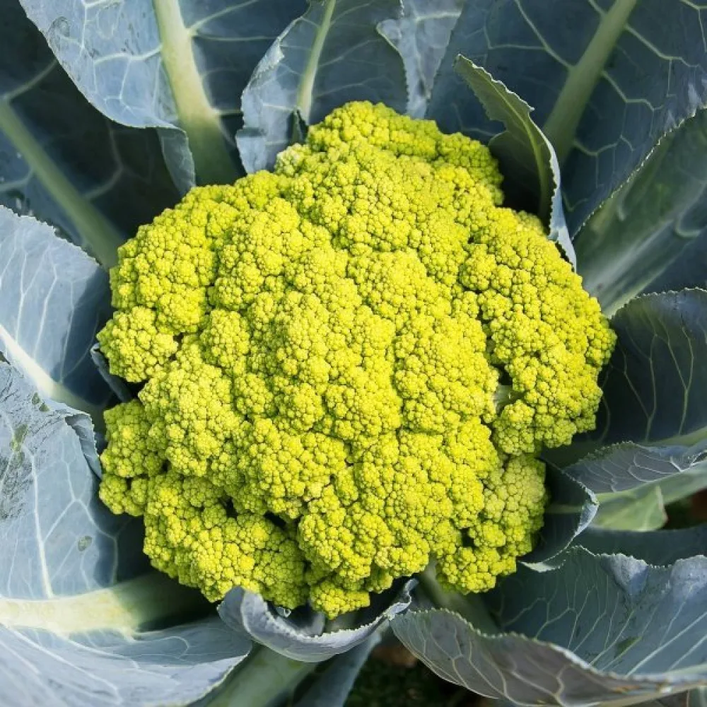 Blomkål 'Green Macerata'