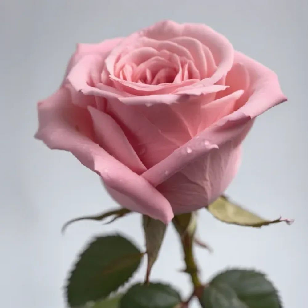 Ros 'Pink Symphony'