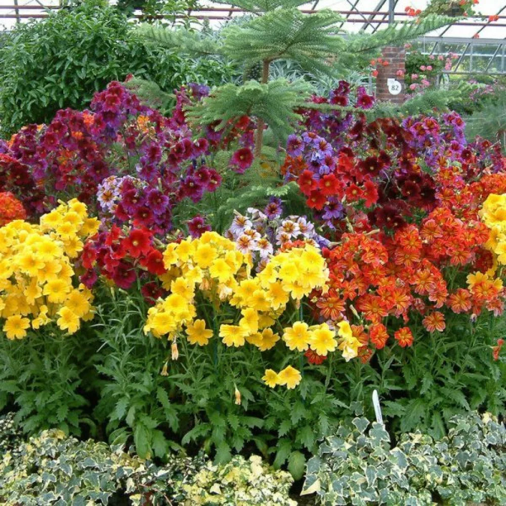 Salpiglossis 'Grandiflora', blandning