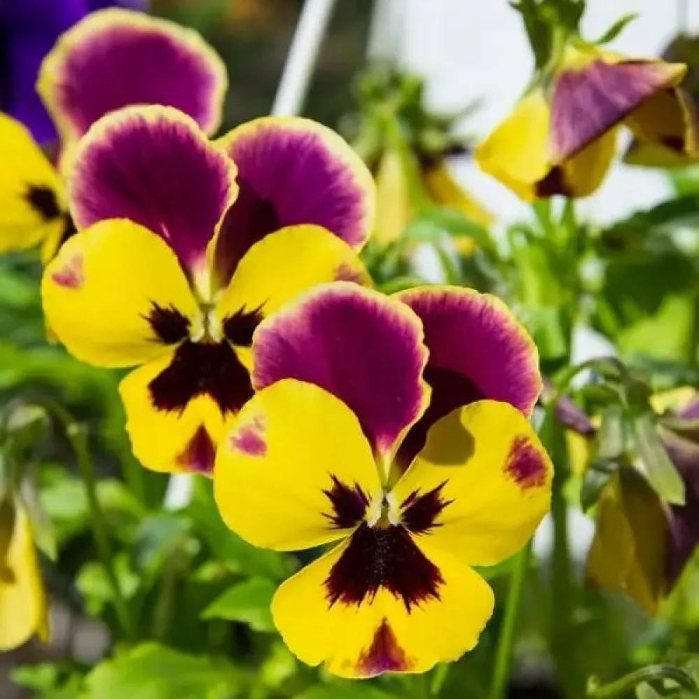 Styvmorsviol Viola tricolor